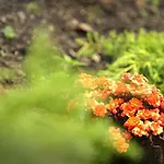 Na Mazurach Kurka Wodna