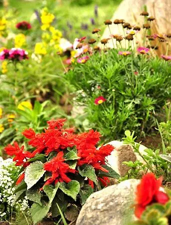 Na Mazurach Kurka Wodna Mikołajki