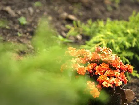 Na Mazurach Kurka Wodna